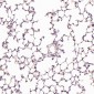 Anti-Hsc70 HSPA8 Rabbit Monoclonal Antibody